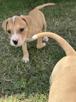 Cinnamon, a female American Bully for sale in Snellville, GA – 2 of 3