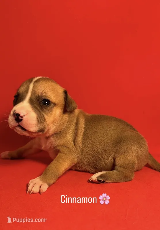 Cinnamon – American Bully puppy for sale in Snellville, GA