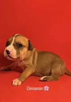 Cinnamon, a female American Bully for sale in Snellville, GA – 1 of 1