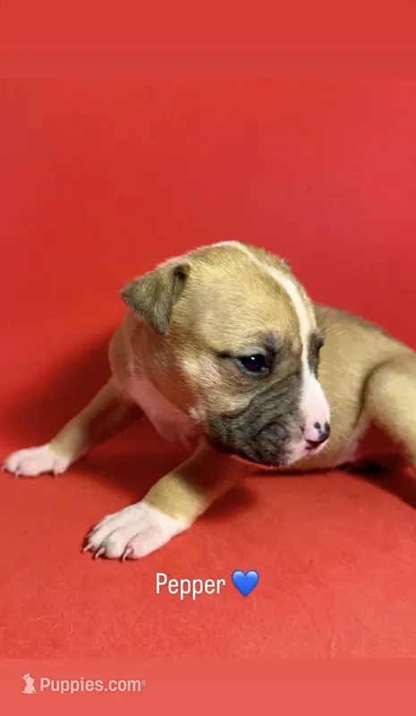 Pepper – American Bully puppy for sale in Snellville, GA