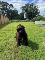 Mousse, a male Poodle - Standard  for sale in Snellville, GA – 9 of 9