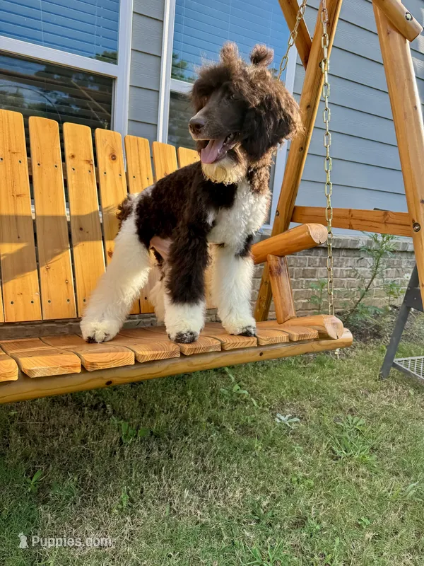 Milo – Poodle - Standard  puppy for sale in Snellville, GA