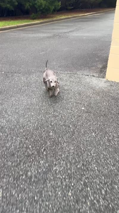 Luna, a female Bedlington Terrier for sale in Snellville, GA – 2 of 2