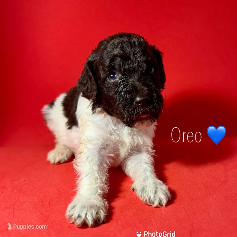 Oreo – Poodle - Standard  puppy for sale in Snellville, GA