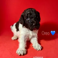 Oreo, a male Poodle - Standard  for sale in Snellville, GA – 1 of 3