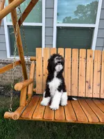 Milo, a male Poodle - Standard  for sale in Snellville, GA – 2 of 3
