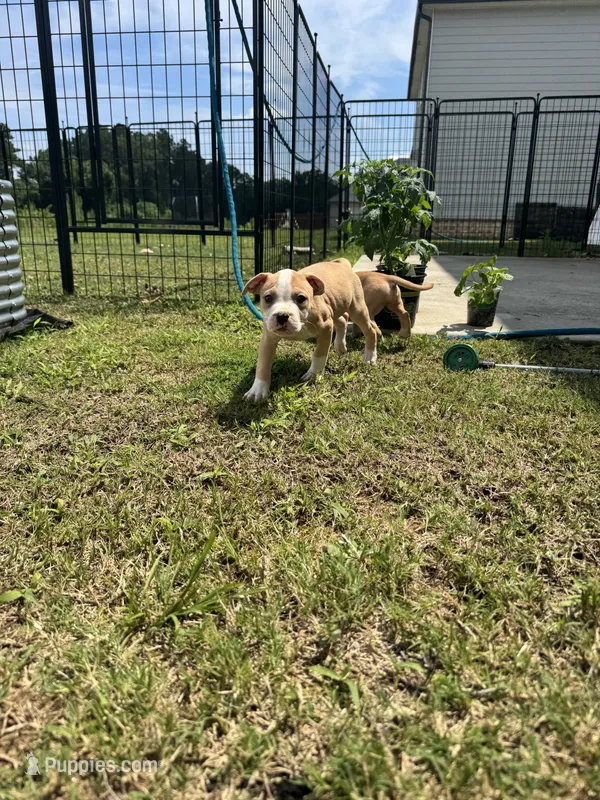 Cashew – American Bully puppy for sale in Snellville, GA