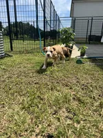 Cashew, a male American Bully for sale in Snellville, GA – 1 of 4