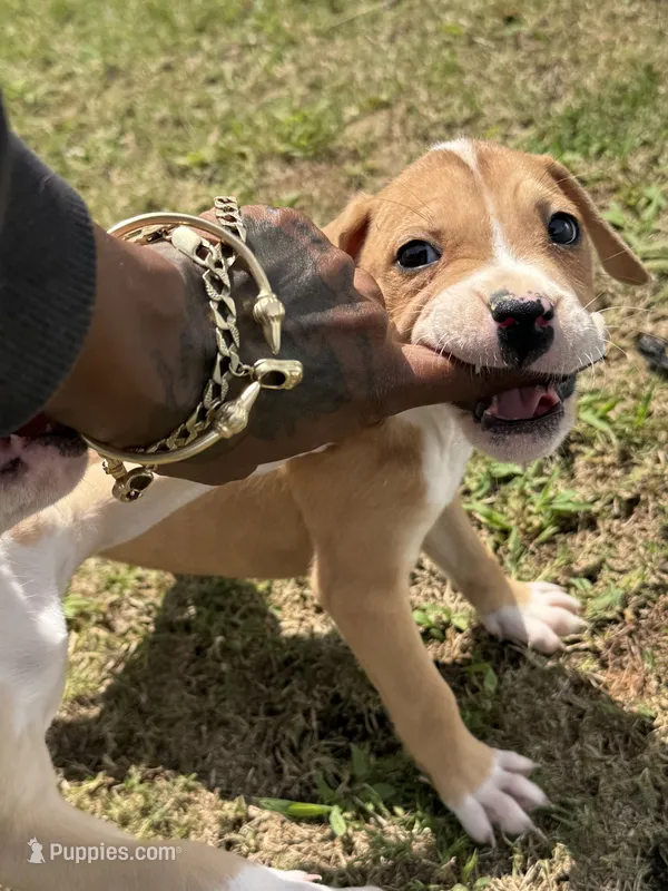 Cinnamon – American Bully puppy for sale in Snellville, GA