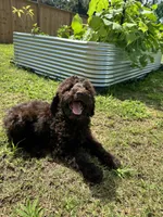 Mousse, a male Poodle - Standard  for sale in Snellville, GA – 5 of 9