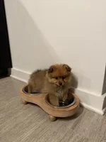 Grizzly, a female Pomeranian for sale in Reston, VA – 2 of 4