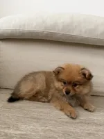 Grizzly, a female Pomeranian for sale in Reston, VA – 4 of 4