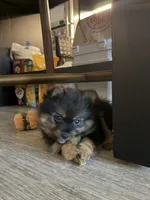 Wiley, a female Pomeranian for sale in Reston, VA – 5 of 8