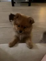 Grizzly, a female Pomeranian for sale in Reston, VA – 3 of 4
