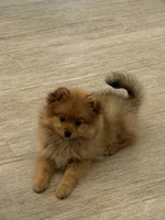 Grizzly, a female Pomeranian for sale in Reston, VA – 1 of 4