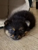 Wiley, a female Pomeranian for sale in Reston, VA – 6 of 8
