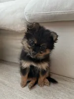 Wiley, a female Pomeranian for sale in Reston, VA – 4 of 8