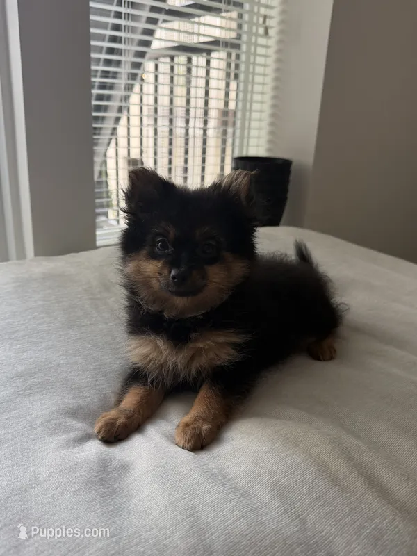 Wiley – Pomeranian puppy for sale in Reston, VA