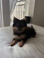 Wiley, a female Pomeranian for sale in Reston, VA – 1 of 8