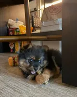 Wiley, a female Pomeranian for sale in Reston, VA – 2 of 8