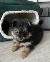 Wiley, a female Pomeranian for sale in Reston, VA – 8 of 8