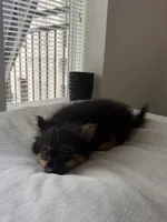 Wiley, a female Pomeranian for sale in Reston, VA – 3 of 8