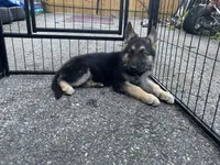 Rex, a male German Shepherd Dog for sale in Richmond, VA – 2 of 3
