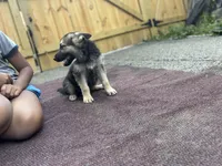 Rex, a male German Shepherd Dog for sale in Richmond, VA – 1 of 3