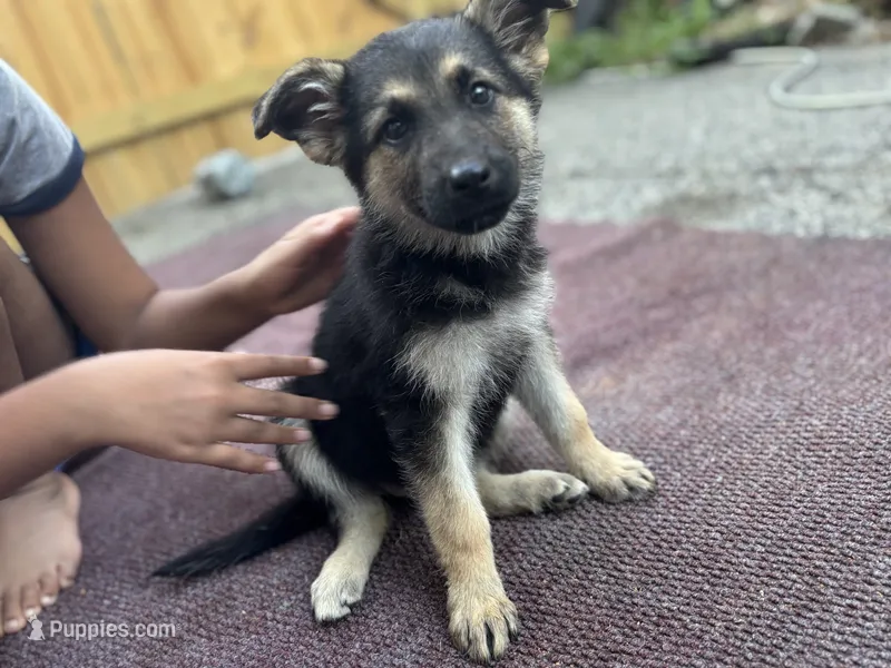 Buddy – German Shepherd Dog puppy for sale in Richmond, VA