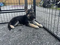 Rex, a male German Shepherd Dog for sale in Richmond, VA – 3 of 3