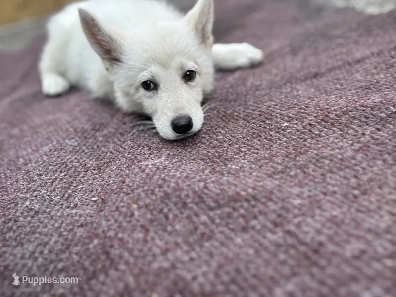 marshmalloe – German Shepherd Dog puppy for sale in Richmond, VA