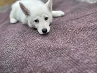 marshmalloe, a male German Shepherd Dog for sale in Richmond, VA – 1 of 1
