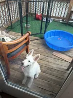 snow, a male German Shepherd Dog for sale in Richmond, VA – 2 of 2