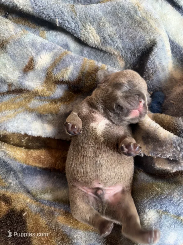 Kash – French Bulldog puppy for sale in Randallstown, MD