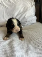 Dark Green Male, a male Bernese Mountain Dog for sale in Post Falls, ID – 3 of 3