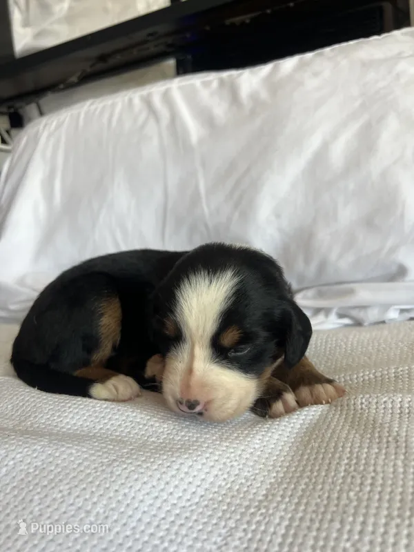 Dark Pink Female  – Bernese Mountain Dog puppy for sale in Post Falls, ID