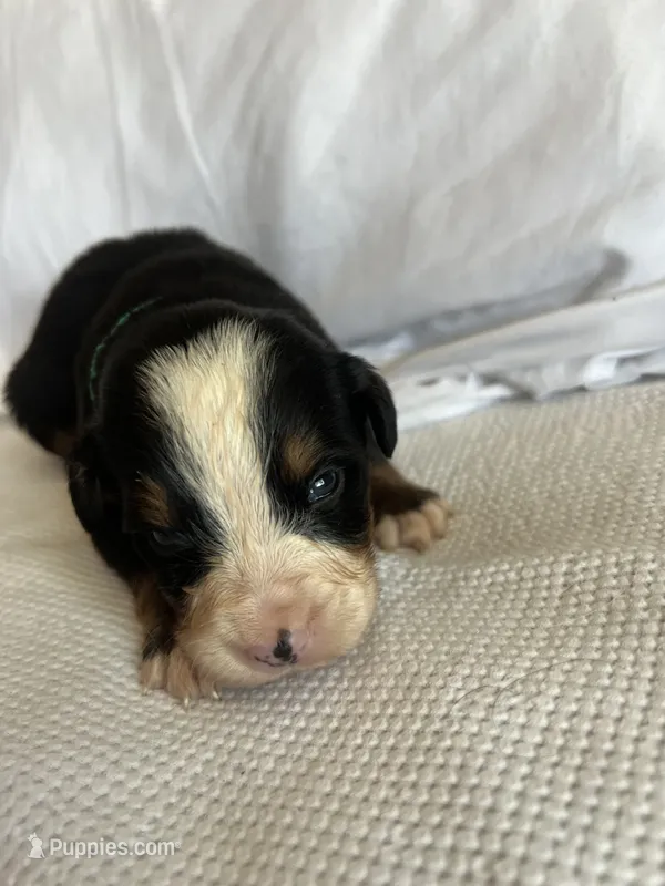 Dark Green Male – Bernese Mountain Dog puppy for sale in Post Falls, ID