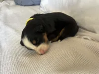 Yellow Female , a female Bernese Mountain Dog for sale in Post Falls, ID – 3 of 3