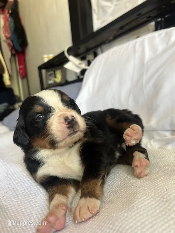 Blue Male – Bernese Mountain Dog puppy for sale in Post Falls, ID