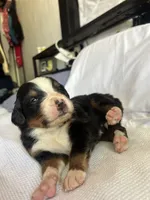 Blue Male, a male Bernese Mountain Dog for sale in Post Falls, ID – 1 of 3