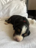 Red Male, a male Bernese Mountain Dog for sale in Post Falls, ID – 2 of 3