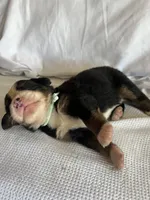 Light Green Male, a male Bernese Mountain Dog for sale in Post Falls, ID – 3 of 3