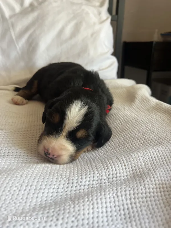 Red Male – Bernese Mountain Dog puppy for sale in Post Falls, ID