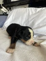 Purple Female, a female Bernese Mountain Dog for sale in Post Falls, ID – 3 of 3