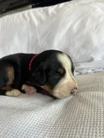 Dark Pink Female , a female Bernese Mountain Dog for sale in Post Falls, ID – 2 of 3