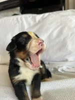 Light Green Male, a male Bernese Mountain Dog for sale in Post Falls, ID – 2 of 3