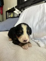Purple Female, a female Bernese Mountain Dog for sale in Post Falls, ID – 2 of 3