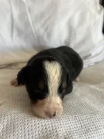 Dark Green Male, a male Bernese Mountain Dog for sale in Post Falls, ID – 2 of 3