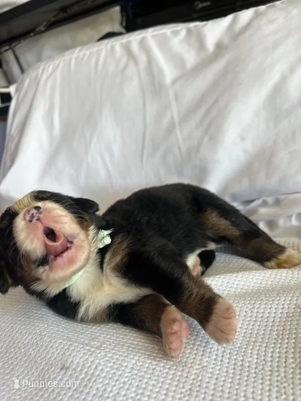 Light Green Male – Bernese Mountain Dog puppy for sale in Post Falls, ID