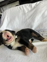 Light Green Male, a male Bernese Mountain Dog for sale in Post Falls, ID – 1 of 3